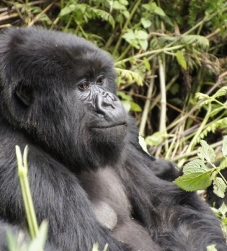 Ruanda & Uganda – Safari, Gorillas & Kleingruppenreise